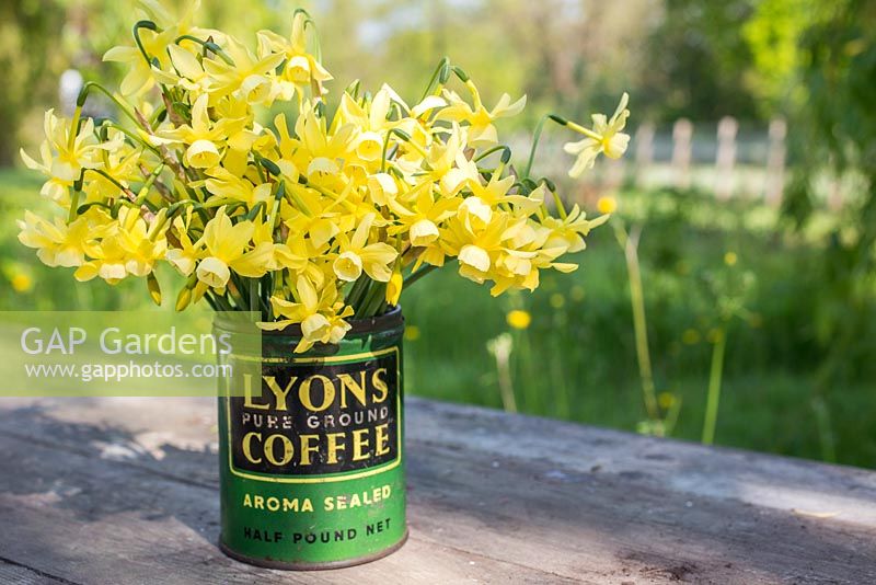 Narcissus 'Hawera' placed in a vintage coffee container