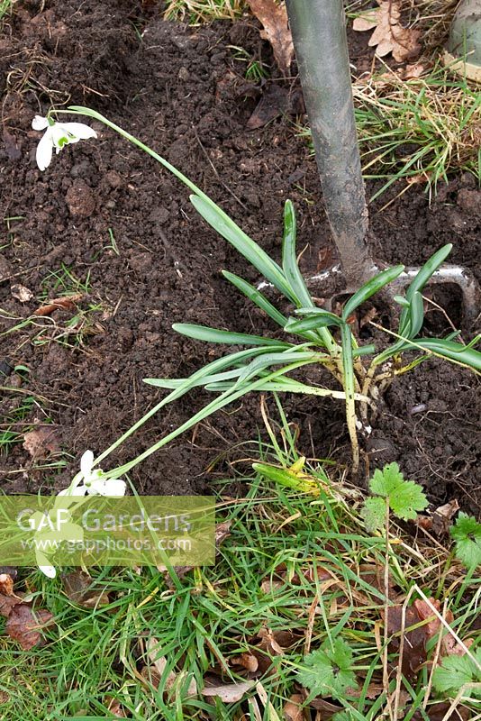 Weeding and dividing snowdrops (Galanthus) in the green. Lift the clump using a border fork