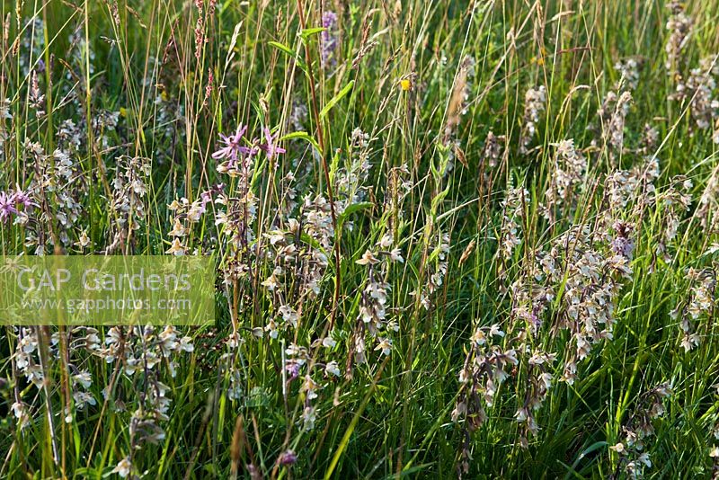 Epipactis palustris - Marsh Helleborine  