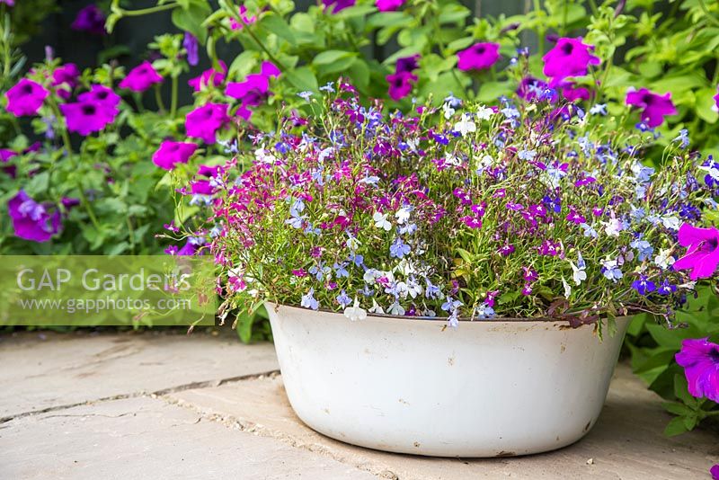 Lobelia 'Ultra Cascade' planted in an enamel bowl