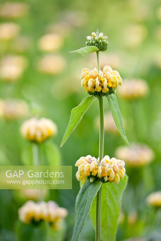 Phlomis russeliana