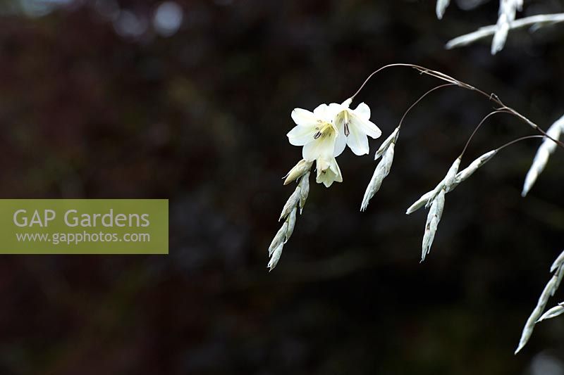 Dierama pulcherrimum album - Snowbells