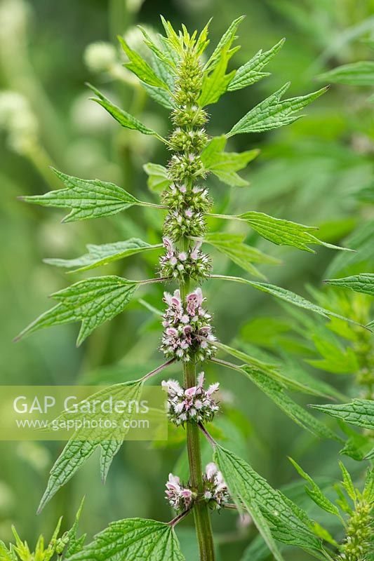 Leonurus cardiaca - Motherwort