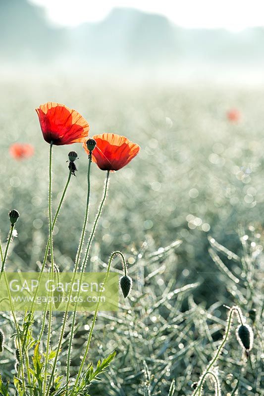 Papaver Rhoeas - Poppies in a oilseed rape field thats gone to seed in the early morning sunlight