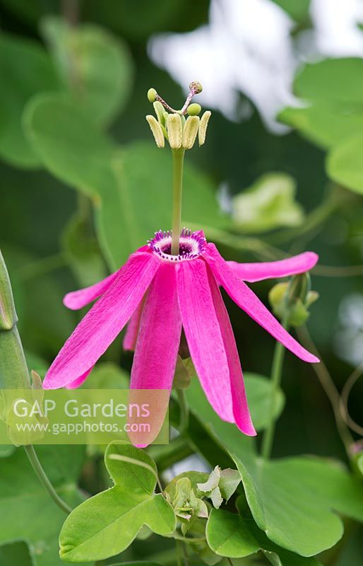 Passiflora Reflexiflora - Passion flower