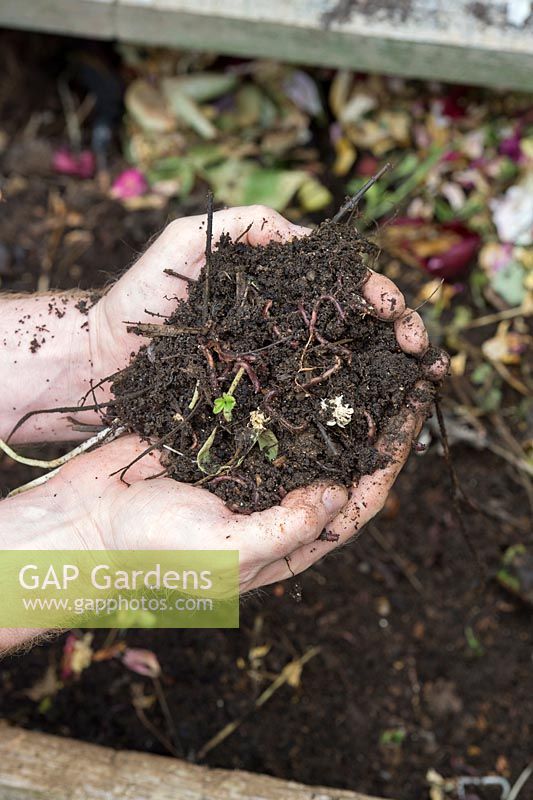 Eisenia foetida - Gardeners hand holding rotting compost containing Composting Worms above a garden compost heap