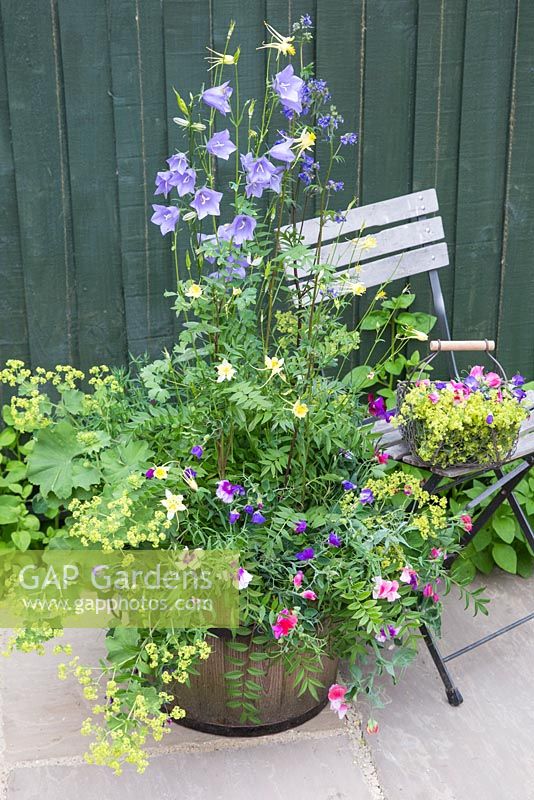 Plants include Dianthus 'Diana Lavender Picotee', Polemonium caeruleum, Alchemilla mollis, Aquilegia, Campanula and Lathyrus odoratus