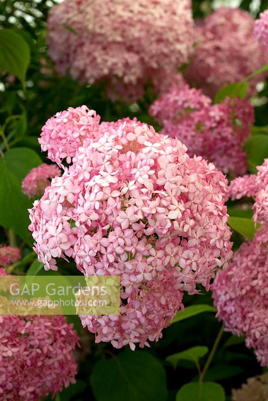 Hydrangea arborescens 'Pink Annabelle'