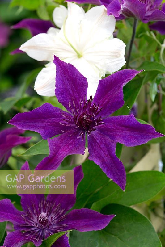 Clematis 'Guiding Promise'