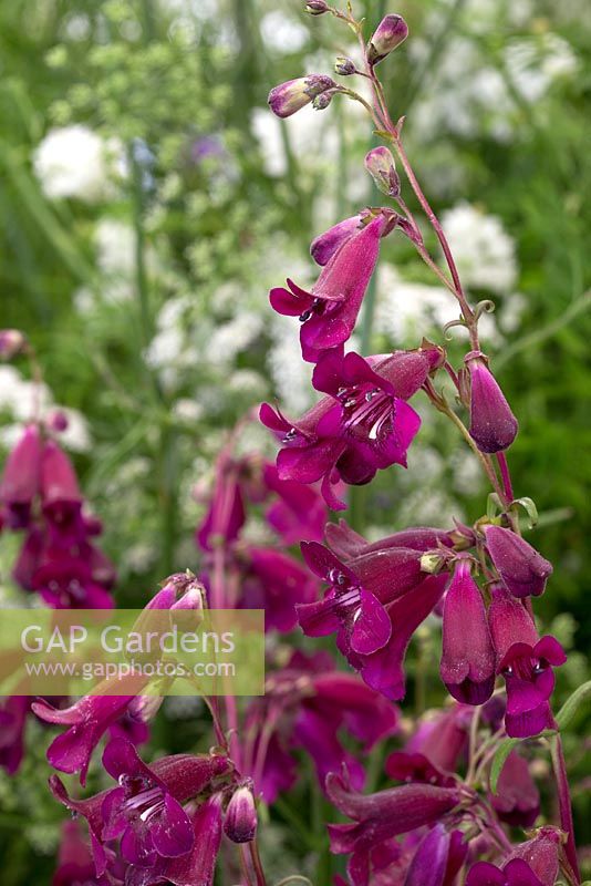 Penstemon Pensham 'Plum Jerkum'