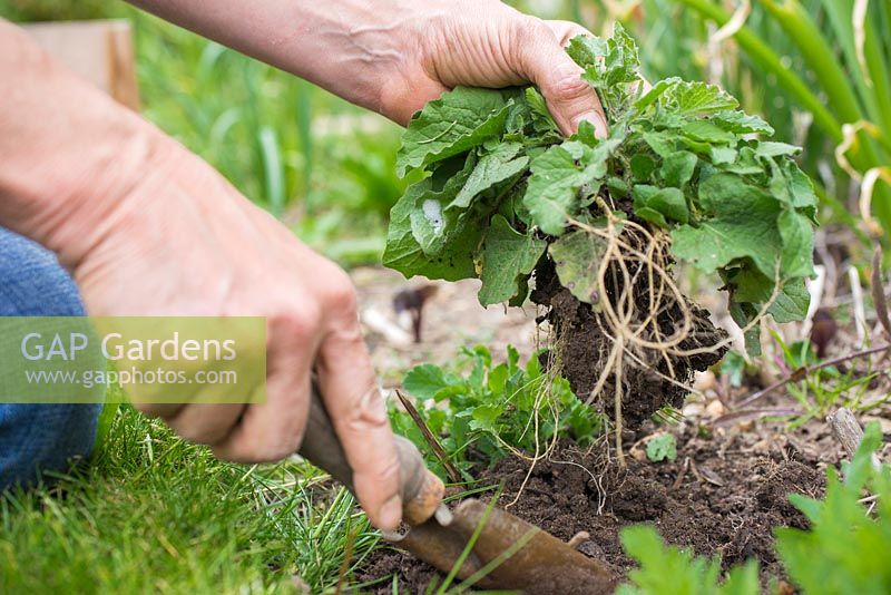 Removing weeds from a garden border