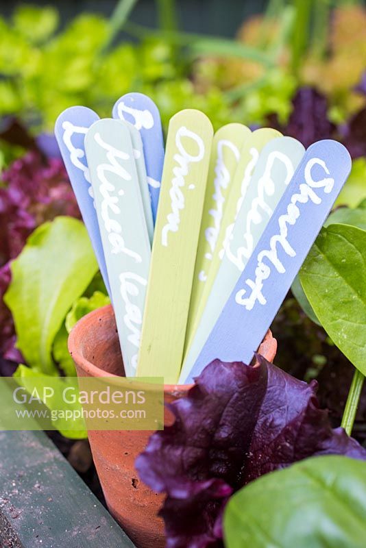 Variety of coloured plant labels in a pot, sat amongst border of lettuces