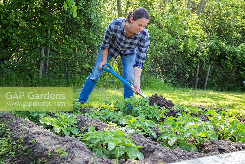 Woman earthing up potato plants