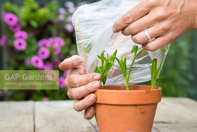 Adding a plastic bag to provide insulation and promote healthy growth