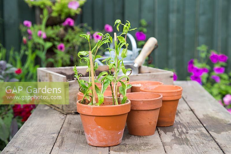 Growth development of cuttings