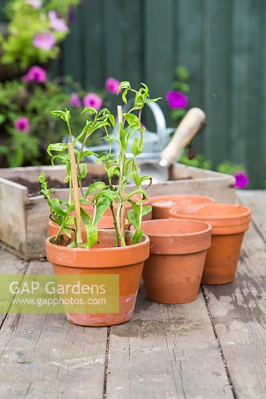 Growth development of cuttings