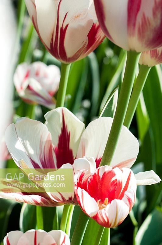 Tulipa 'Carnaval de Nice' 