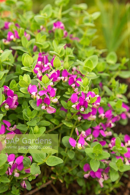 Polygala fruticosa africana