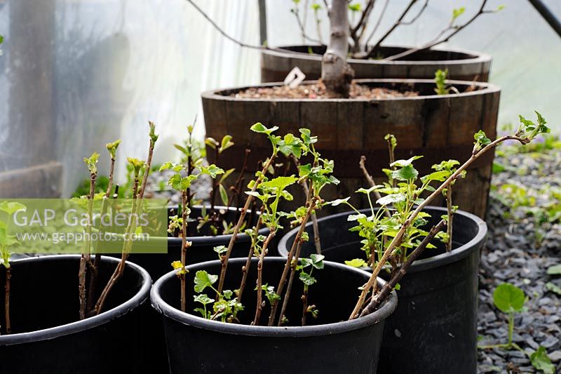 Soft Fruit cuttings in pots - Blackcurrant, Redcurrant, Jostaberry,  Wales, UK