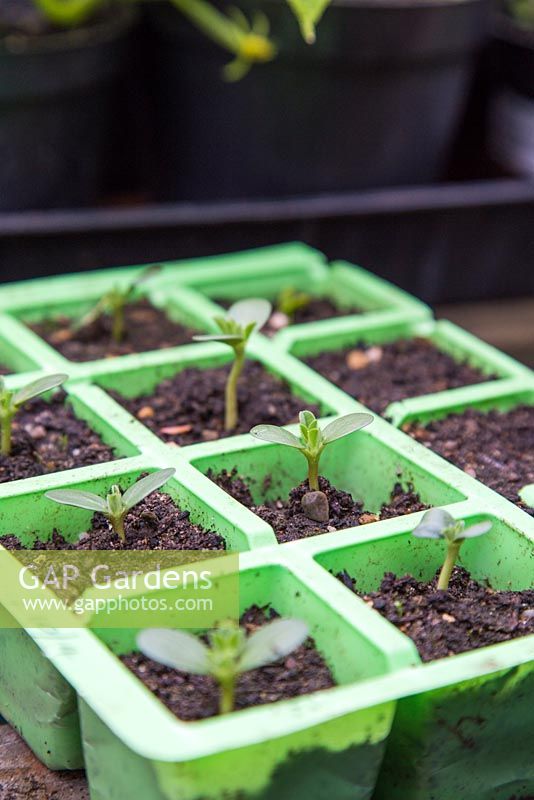 Growth development of the seedlings