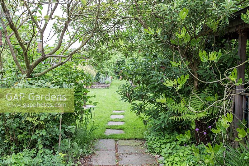 Clearing an overgrown path - Buddleja globosa blocking pathway to garden.