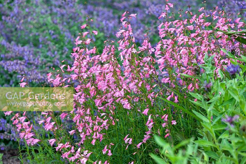 Penstemon 'Evelyn' and Nepeta 'Six Hills Giant'. June. Perennnials. Association of pink and pale purple flowers.