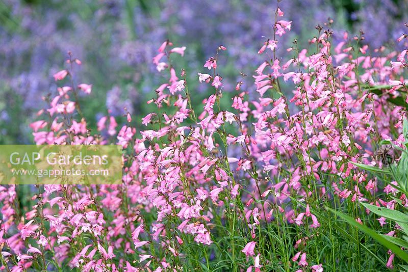 Penstemon 'Evelyn'. June. Perennnial. Association of pink and pale purple flowers.