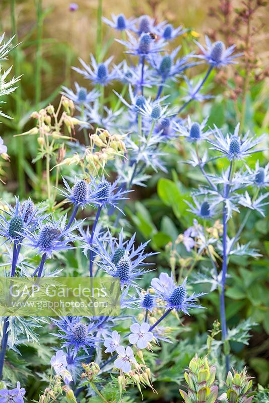 Eryngium 'Big Blue' and Geranium pratense Mrs Kendall Clark