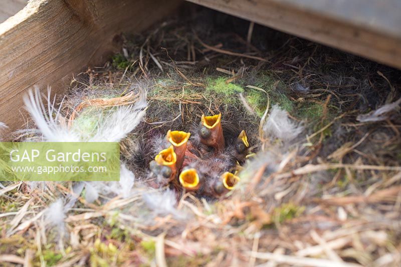 Nest of baby Eurasian blue tits living within a potting bench.