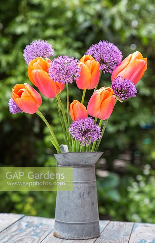 Floral display of Tulipa 'Prinses Irene' and Allium hollandicum 'Purple Sensation' in a jug