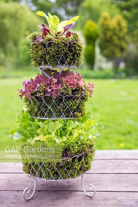 Tiered planter containing a variety of lettuce encased by moss