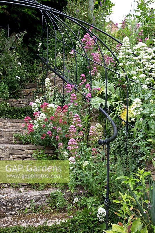 Valeriana officinalis - common valerian.  A nice feature at Mill Dene Garden is the stone stairway and metal arched hand-rail. A very typical habitat for the valerian.  Gloucestershire. 