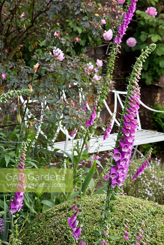 One of the nicely located benches in a delightful Cotswold garden, with foxgloves and rounded topiary adjacent. Campden House, Chipping Campden, Glos. NGS garden
