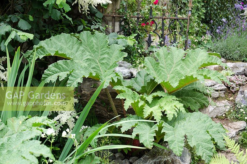 Gunnera manicata - The Forgotten Folly Garden, RHS Hampton Court Palace Flower Show 2014 - Design: Lynn Riches 