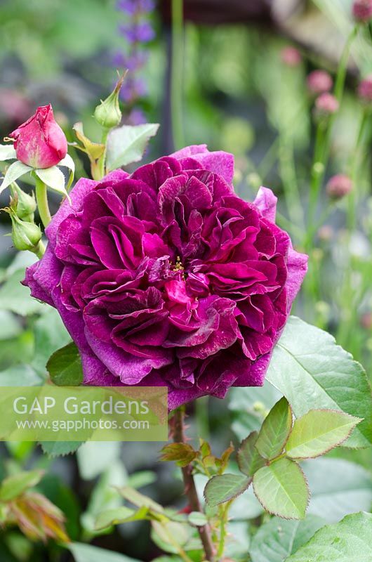 Rosa 'Munstead Wood' - The Forgotten Folly Garden, RHS Hampton Court Palace Flower Show 2014 - Design: Lynn Riches 