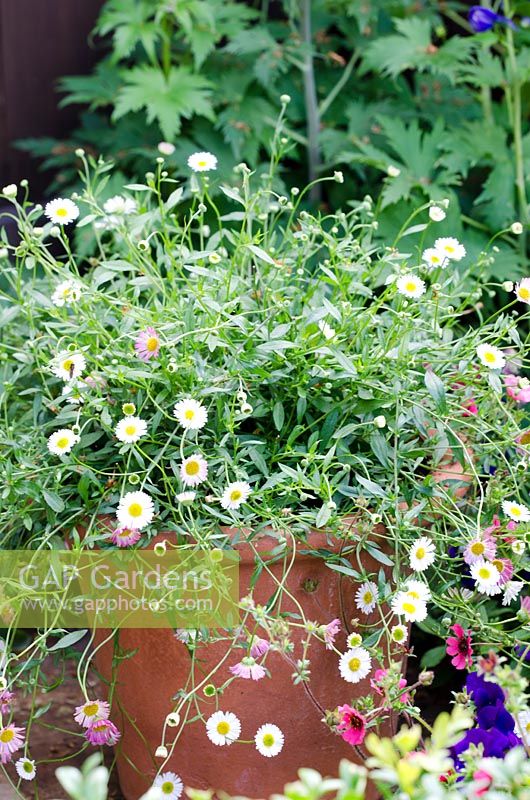 Erigeron karvinskianus in terracotta pot - Hedgehog Street, RHS Hampton Court Palace Flower Show 2014 - Design: Tracy Foster - Sponsor: People's Trust for Endangered Species, British Hedgehog Preservation Society