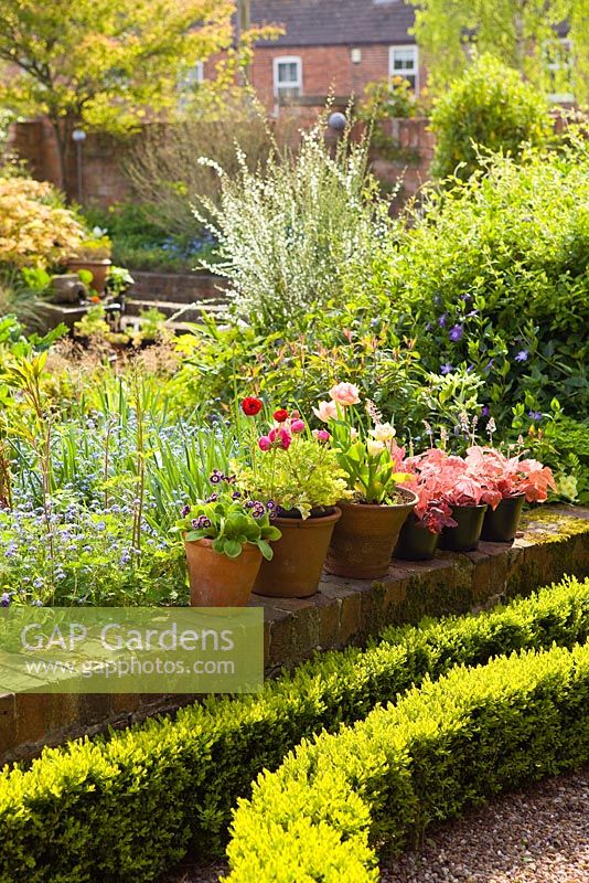 Ranunculas and auriculas on the low brick wall. Hope House Garden, Caistor, Lincolnshire, UK. April 2014.