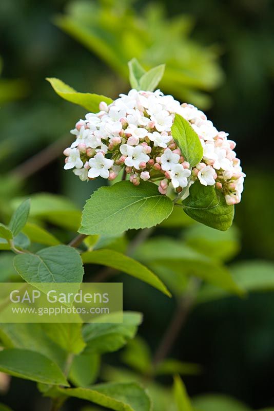 Viburnum carlesii. Hope House Garden, Caistor, Lincolnshire, UK. April 2014.