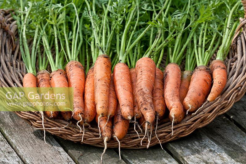 Freshly harvested Carrot 'Touchon'