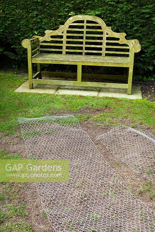 Repairing the lawn. Re-seeded with chicken wire laid over to protect from the birds