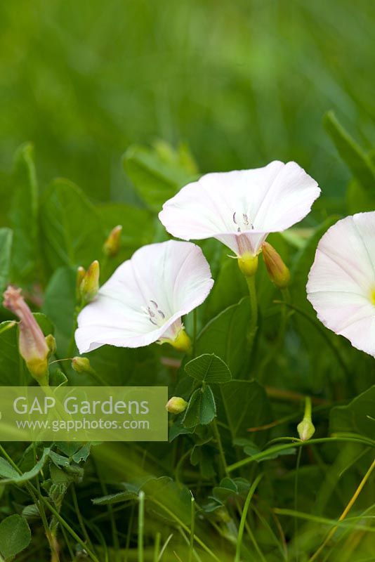 Convolvulus arvensis - Field Bindweed. 