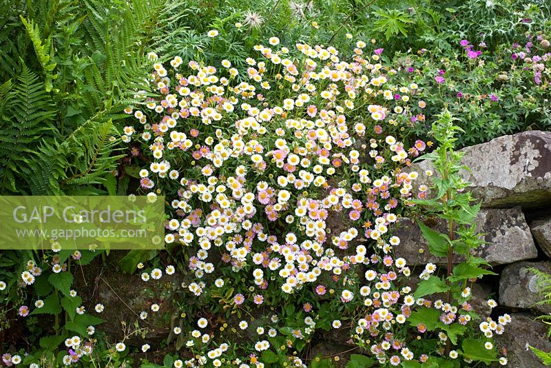 Erigeron karvinskianus - Mexican daisy, Mexican fleabane - growing in a wall