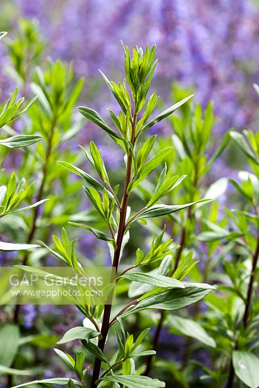 Dark stems of Aster pyrenaeus 'Lutetia'. June - Summer