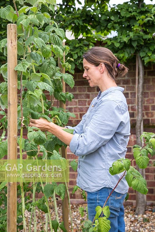 Tieing in new growth of Raspberry 'Glen Magna' canes to the wire support