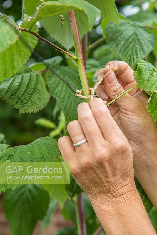 Tieing in new growth of the Raspberry 'Glen Magna' canes to the wire support
