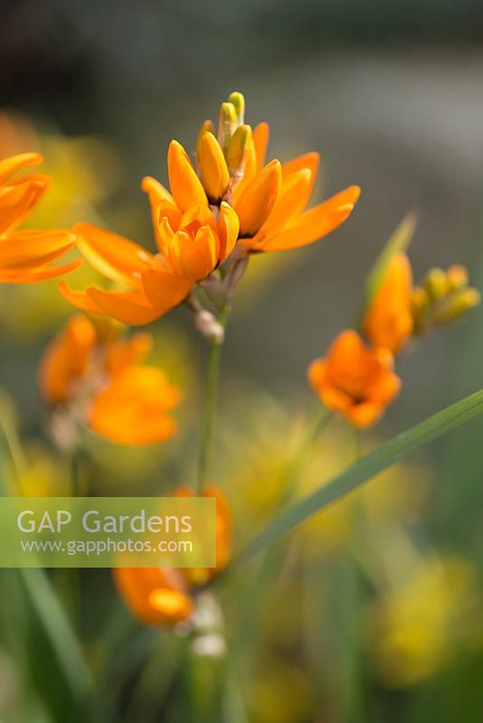 Ixia maculata (spotted African corn lily)