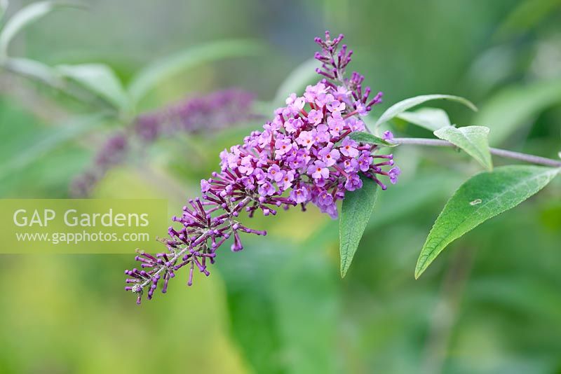 Buddleja davidii 'Party Girl' in Summer