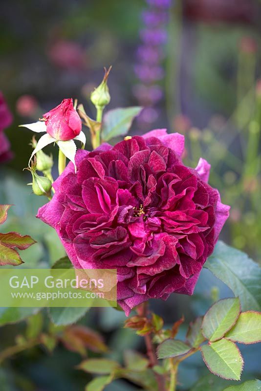 Rosa 'Munstead Wood' - The Forgotten Folly. Designers: Lynn Riches and Mark Lippatt (Horticolous Landscape and Garden Design).  