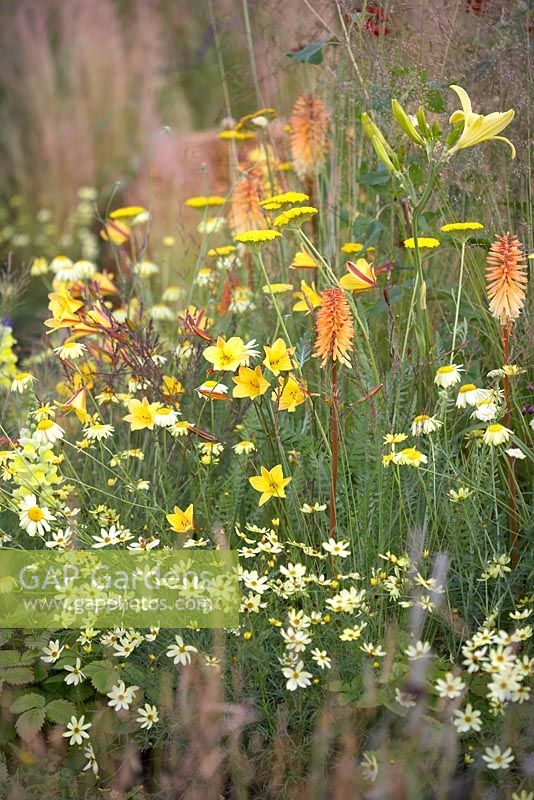 Hemerocalis, Deschampsia cespitosa 'Bronzeschleier', Alpine strawberry, coreopsis, Achillea 'Coronation Gold' (Yarrow) and kniphofia - The Jordans Wildlife Garden, RHS Hampton Court Flower Show 2014
 