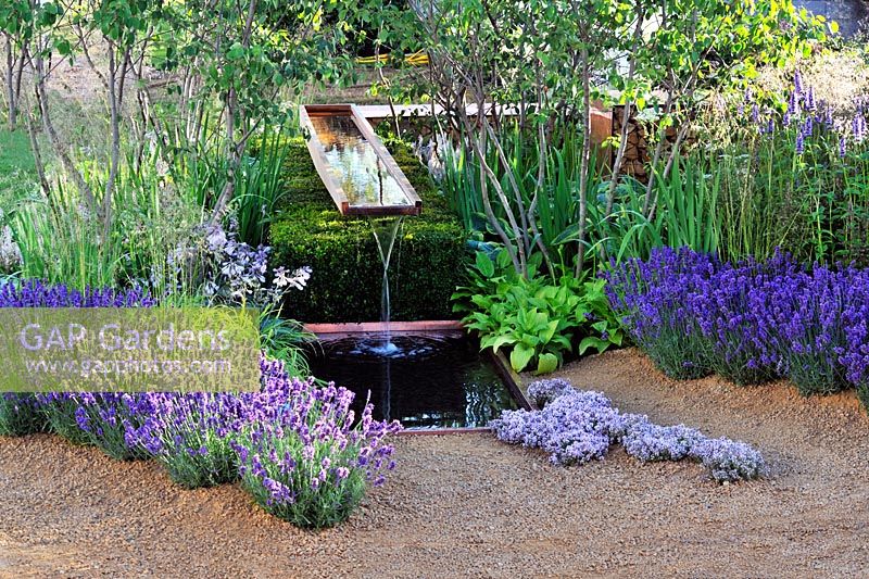 Vestra Wealth's Vista. Damp woodland planting with cantilever water chute and lavender at the edge of the small pool.